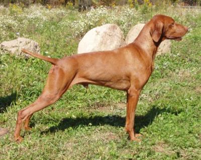 Image of Paradox Final Answer