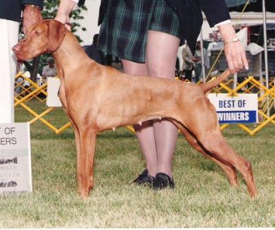 Image of Dealt A Queen SS Pardox