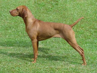 Image of Magyar Firefly