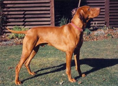 Image of Agasvari Super Star