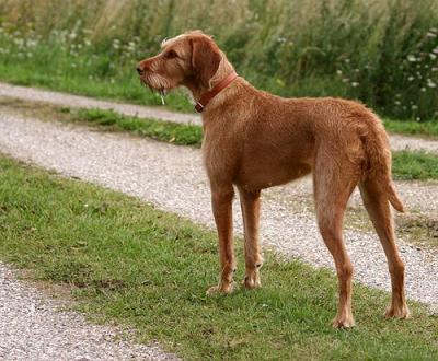 Image of Dina (DKK 18758/2005)