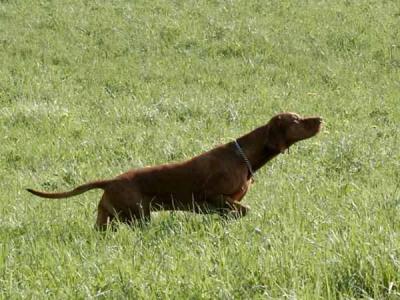 Image of Pitypang Magnas