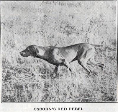 Image of Osborn's Red Rebel