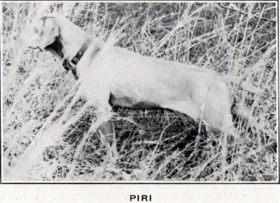 Image of Piri