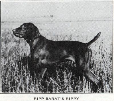 Image of Ripp Barat's Rippy