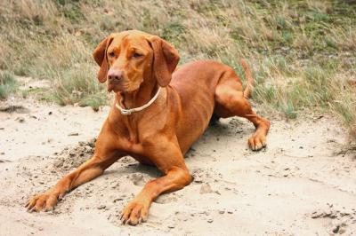 Image of Járó van het Oetervelt