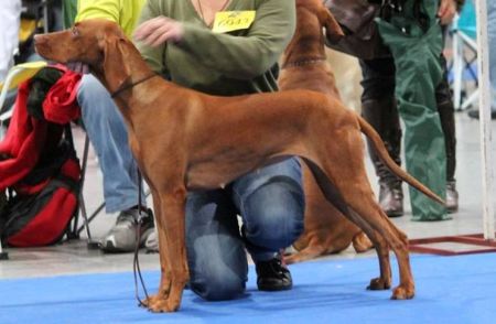 Image of Brown Coffee Buona casa