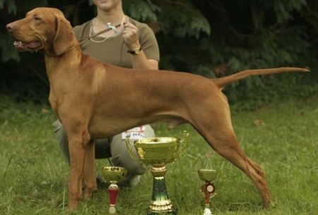 Image of Sharmarkasch Kisasszony Nick