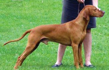 Image of Or Kajan z Bastin