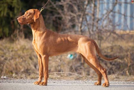 Image of Bardotte Bertoni Prague