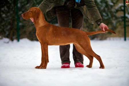 Image of Dixie z Héku