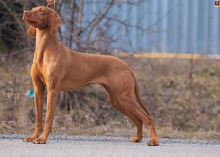 Image of Ambra z Kralovskych vinic