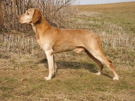 Image of Fox z Meckovské skály