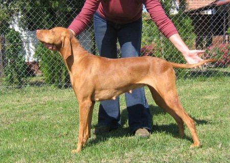 Image of Luxatori Léda