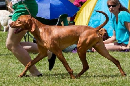 Image of Dollar Vives Bohemia