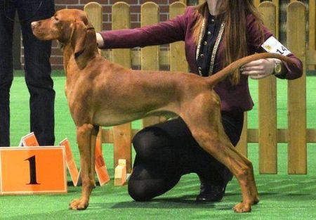 Image of Dollar Vives Bohemia