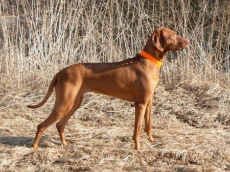 Image of Basha Bell od Kremence