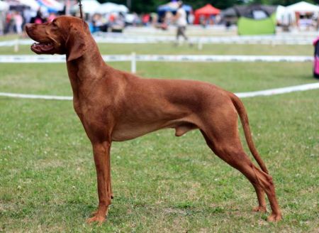 Image of Dollar Vives Bohemia