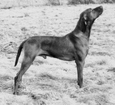 Image of Frigo z Pufiho parku