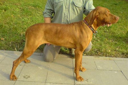 Image of Boneta Moravia Centurion