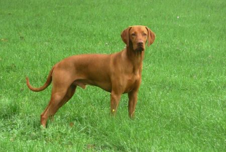 Image of Fram Tajemství Karpat