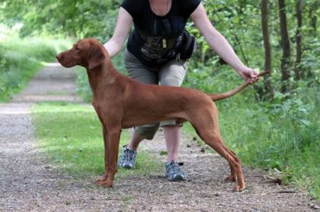 Image of Fík Vives Bohemia