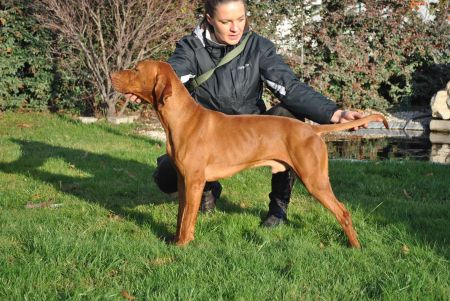 Image of Bonnet zo Zelenej aleje