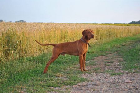 Image of Bonnet zo Zelenej aleje