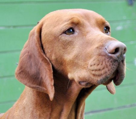 Image of Bonnet zo Zelenej aleje