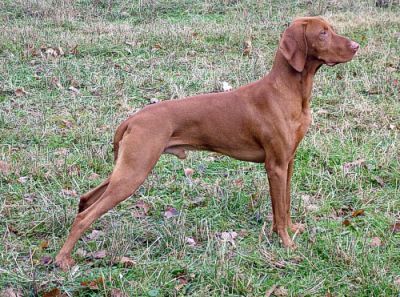 Image of Bogar Meryben