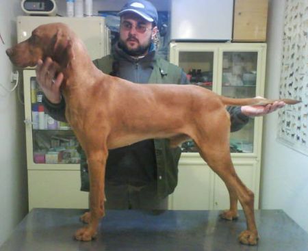 Image of Vadászfai Zenit