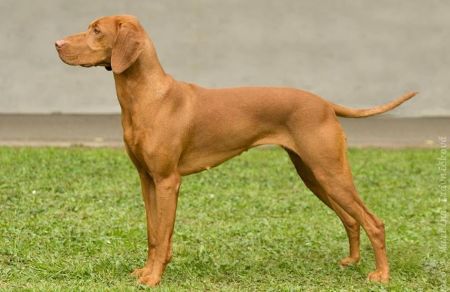 Image of Bellisima Channy Boglarca