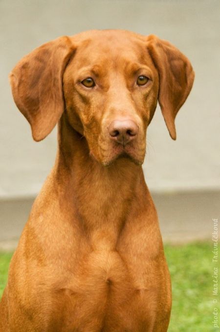 Image of Bellisima Channy Boglarca