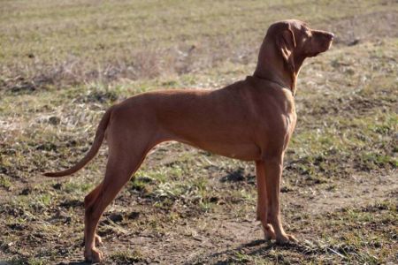 Image of Bella Bertoni Prague