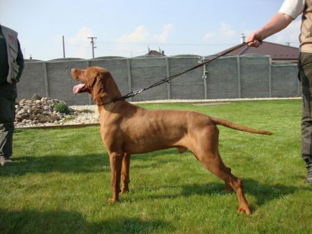 Image of Ivor Jantar Devil