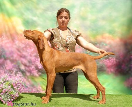 Image of Magasparti Rutinos Johir