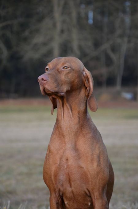 Image of Carmen z Kulive hory