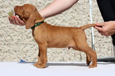 Image of Demon with a tail Coco Lotte