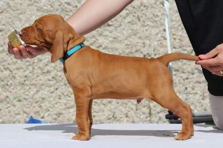 Image of Delicate Nose Coco Lotte