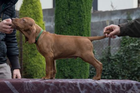 Image of Catch Tim If You Can Coco Lotte