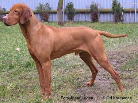 Image of Luxatori Obsitos