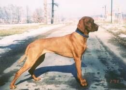 Image of Árijka od Zazdenky