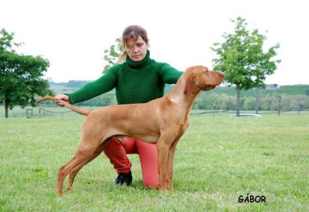 Image of Magasparti Rutinos Sógor