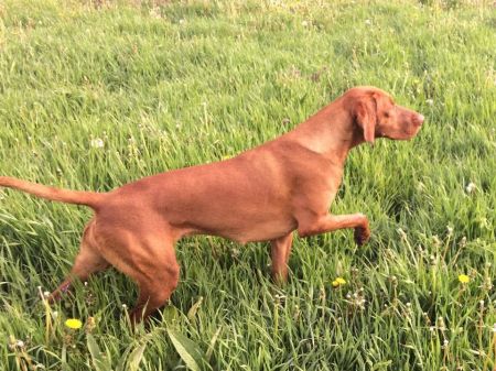 Image of Cranberry Majesty Thug