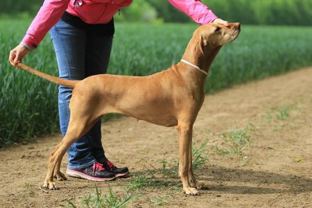 Image of Inga z Panských lesú