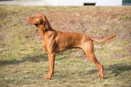 Image of Salvador Magyar Tim