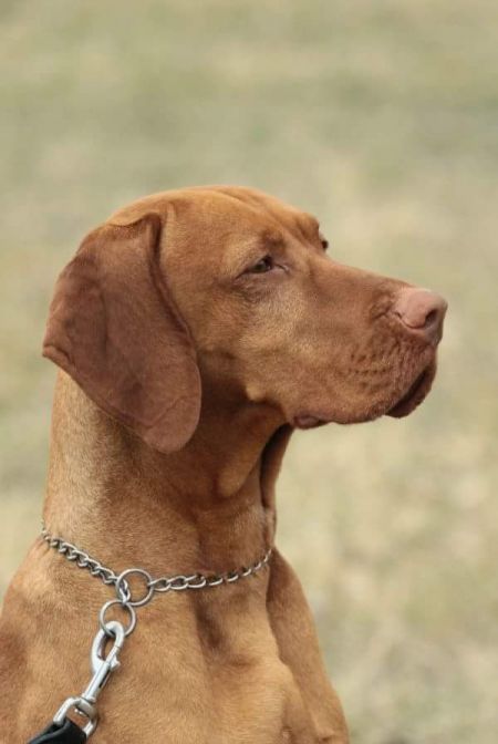 Image of Agbar of Nettlefield