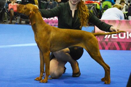 Image of Csárdás Danitty