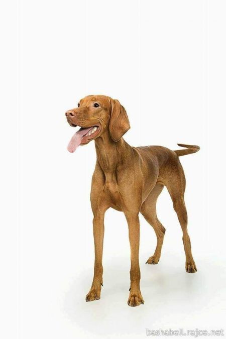 Image of Bonami z Pelestrovských lesu