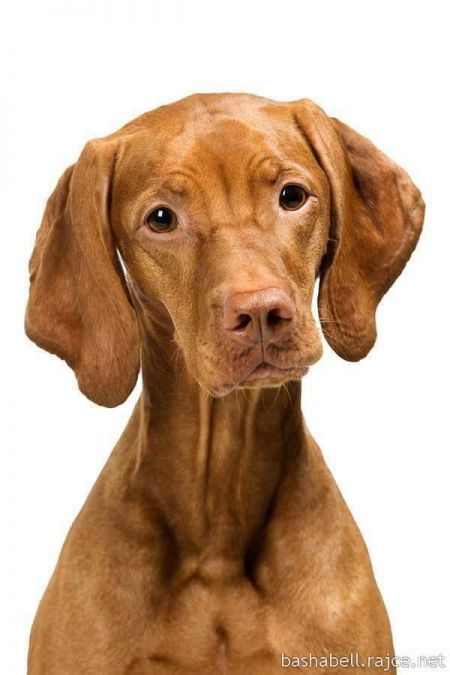 Image of Bonami z Pelestrovských lesu